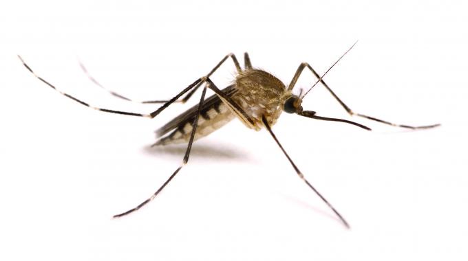 Lotta biologica alla zanzara